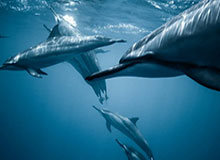 塞克斯顿：无论球队需要我做什么都会去竞争 用多种方式影响比赛